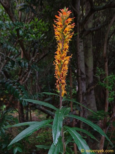 Cresta de Gallo (Digitalis isabelliana)