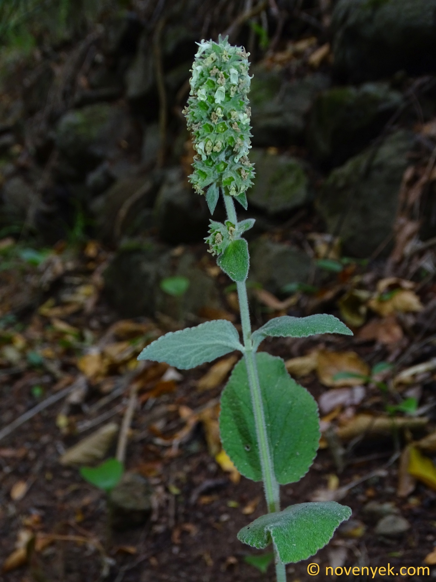 Salvia de Doramas