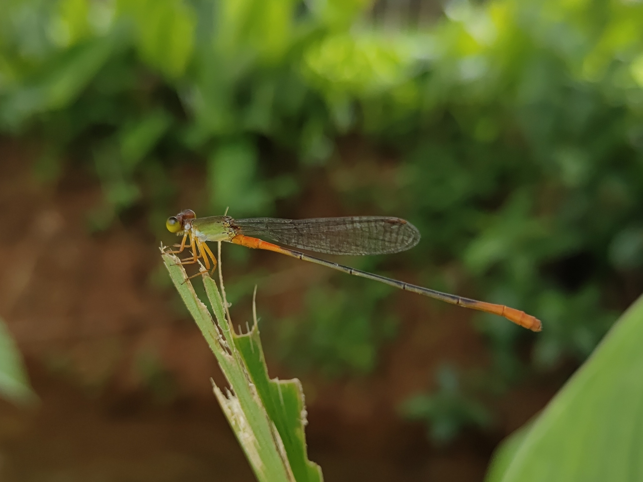 Orange-Tailed Marsh Dart