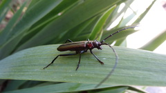 Aromia moschata ambrosiaca