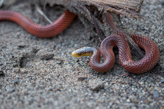 Beautiful Calico Snake photo 4
