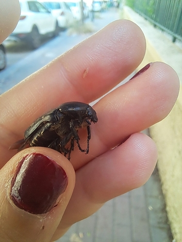 Protaetia squamosa