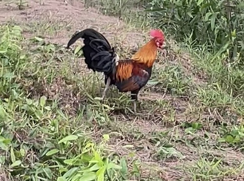 Red Junglefowl