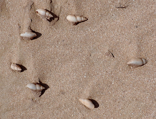 Placostylus ambagiosus ambagiosus, 2019-09-28
