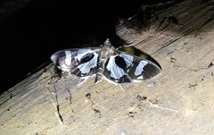 Desmia bajulalis