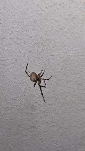 Brown Widow (Latrodectus geometricus)