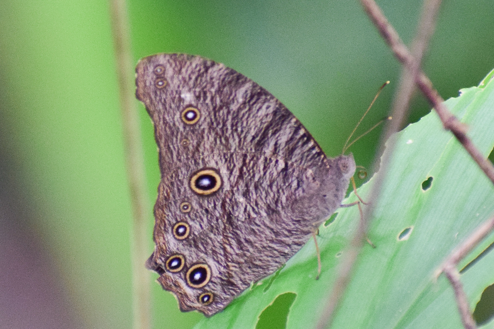 Common Evening Brown