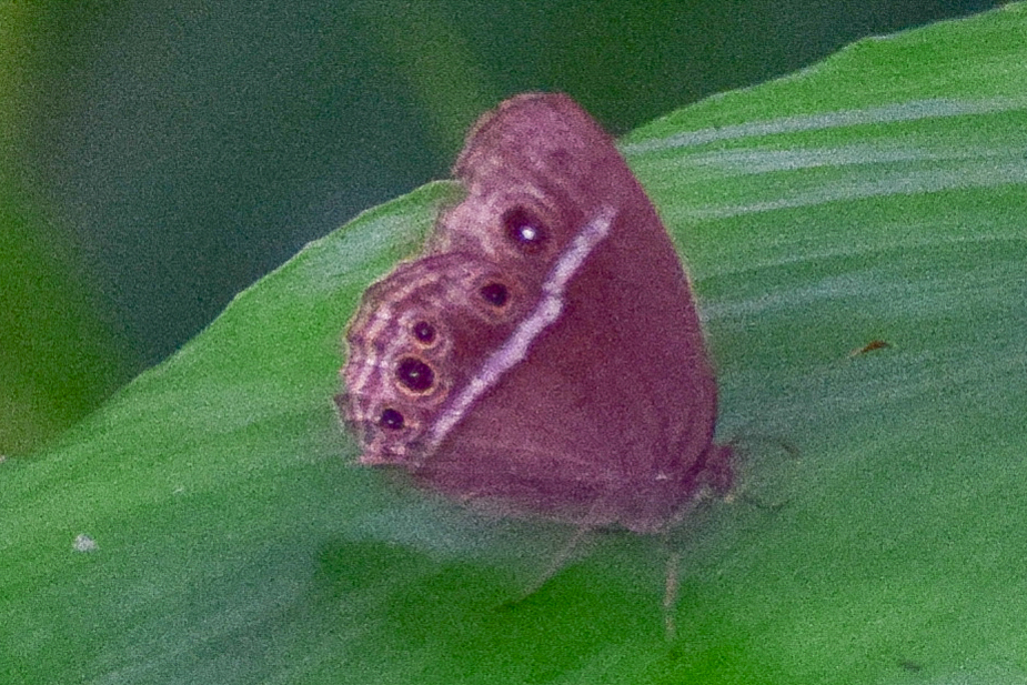 Dark-Branded Bushbrown