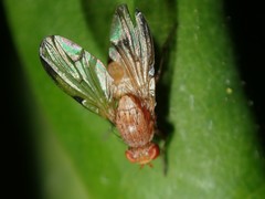 Pallopteridae