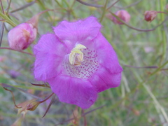 Agalinis peduncularis