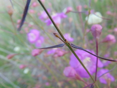 Agalinis peduncularis