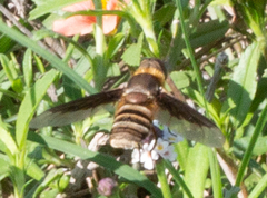 Exoprosopa brevirostris