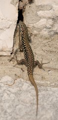 Podarcis muralis maculiventris