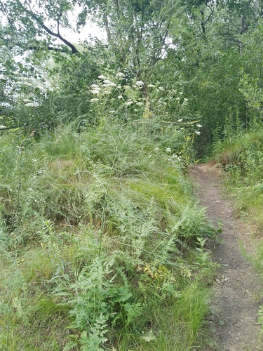Наблюдение на iNaturalist