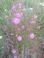 Agalinis peduncularis