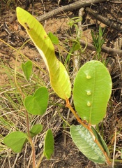 Lopesia parinarii