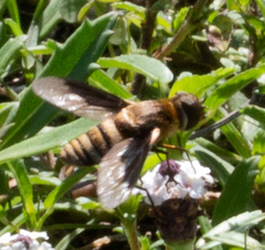 Exoprosopa brevirostris