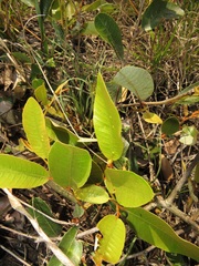 Lopesia parinarii