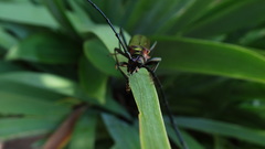 Aromia moschata ambrosiaca