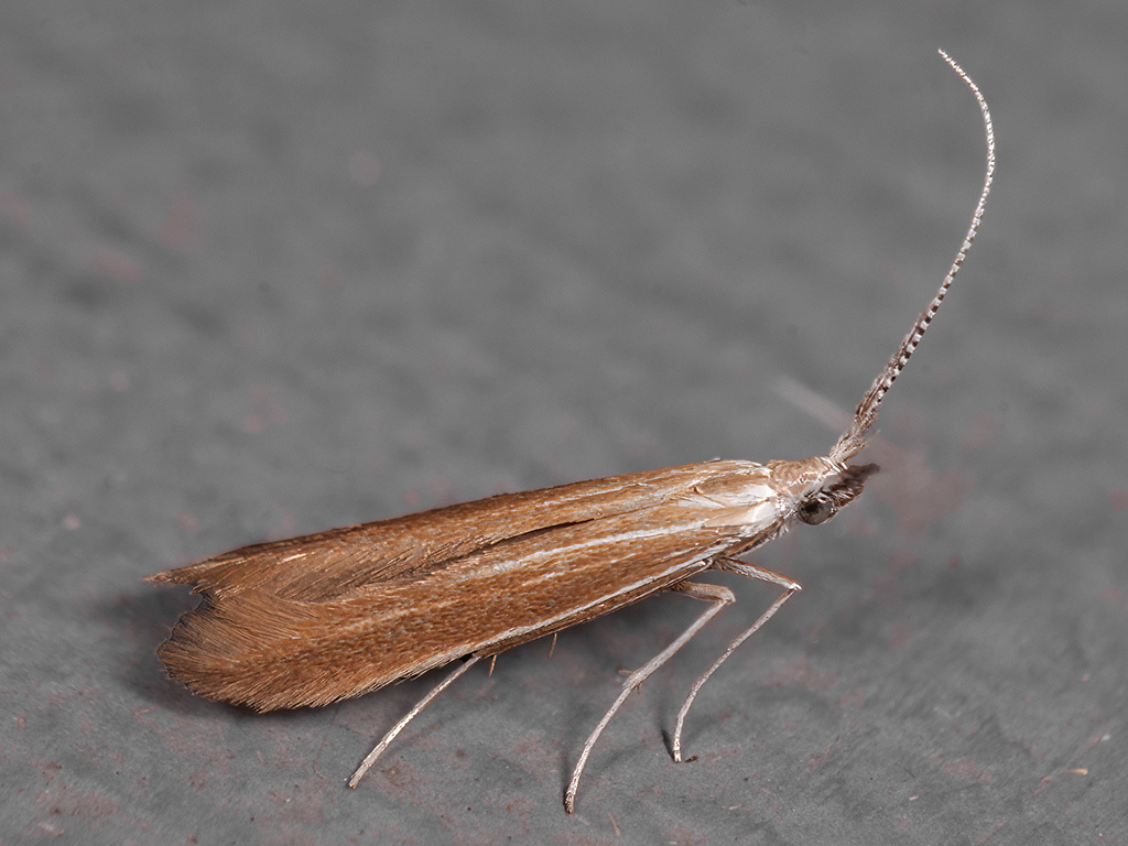 Coleophora ballotella