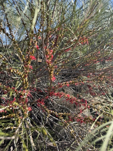 Hakea orthorrhyncha, photograph 5