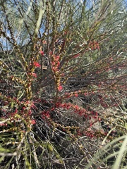 Hakea orthorrhyncha, photograph (c) Tyler Anthony, some rights reserved (CC BY)