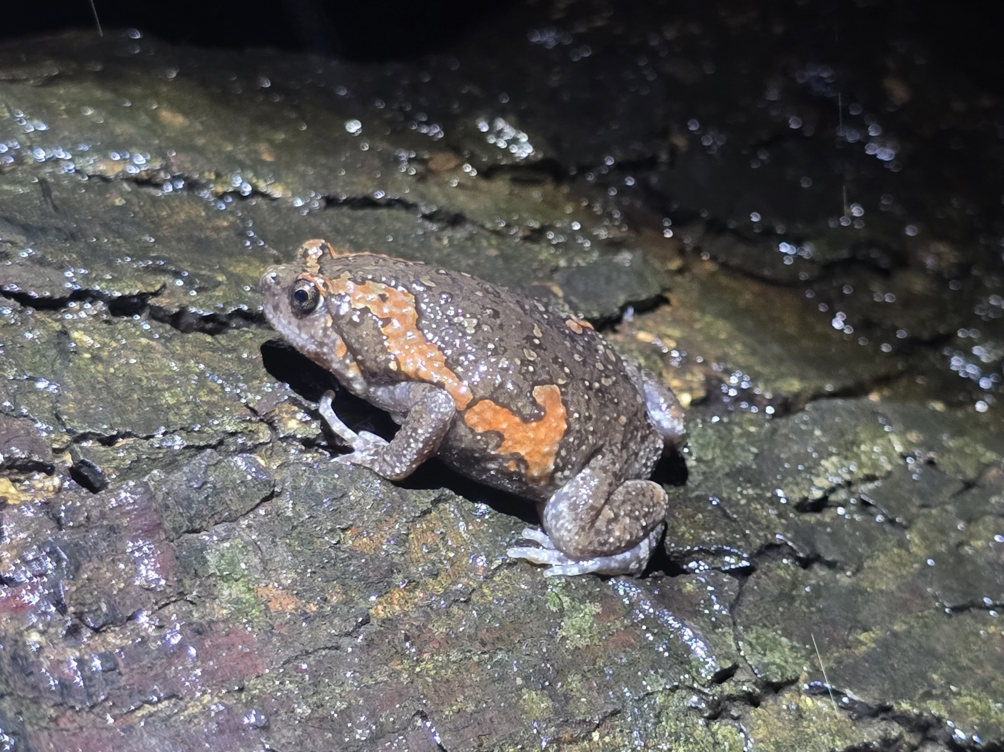 Painted Balloon Frog