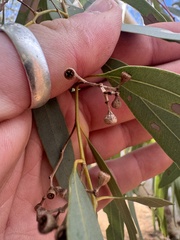 Eucalyptus victrix