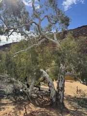 Eucalyptus victrix, photograph (c) Tyler Anthony, some rights reserved (CC BY)