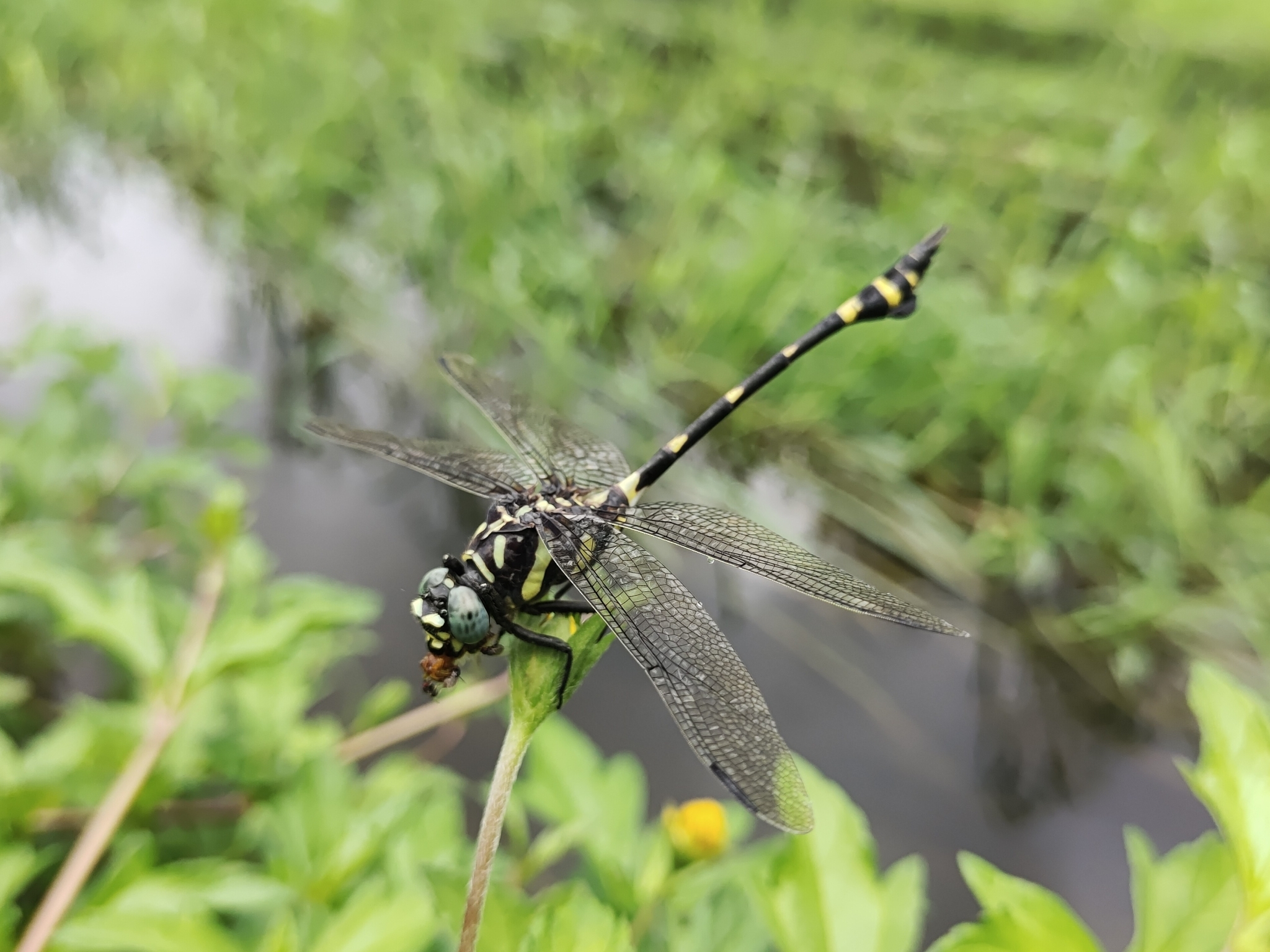 Indian Common Clubtail