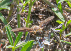 Exoprosopa brevirostris