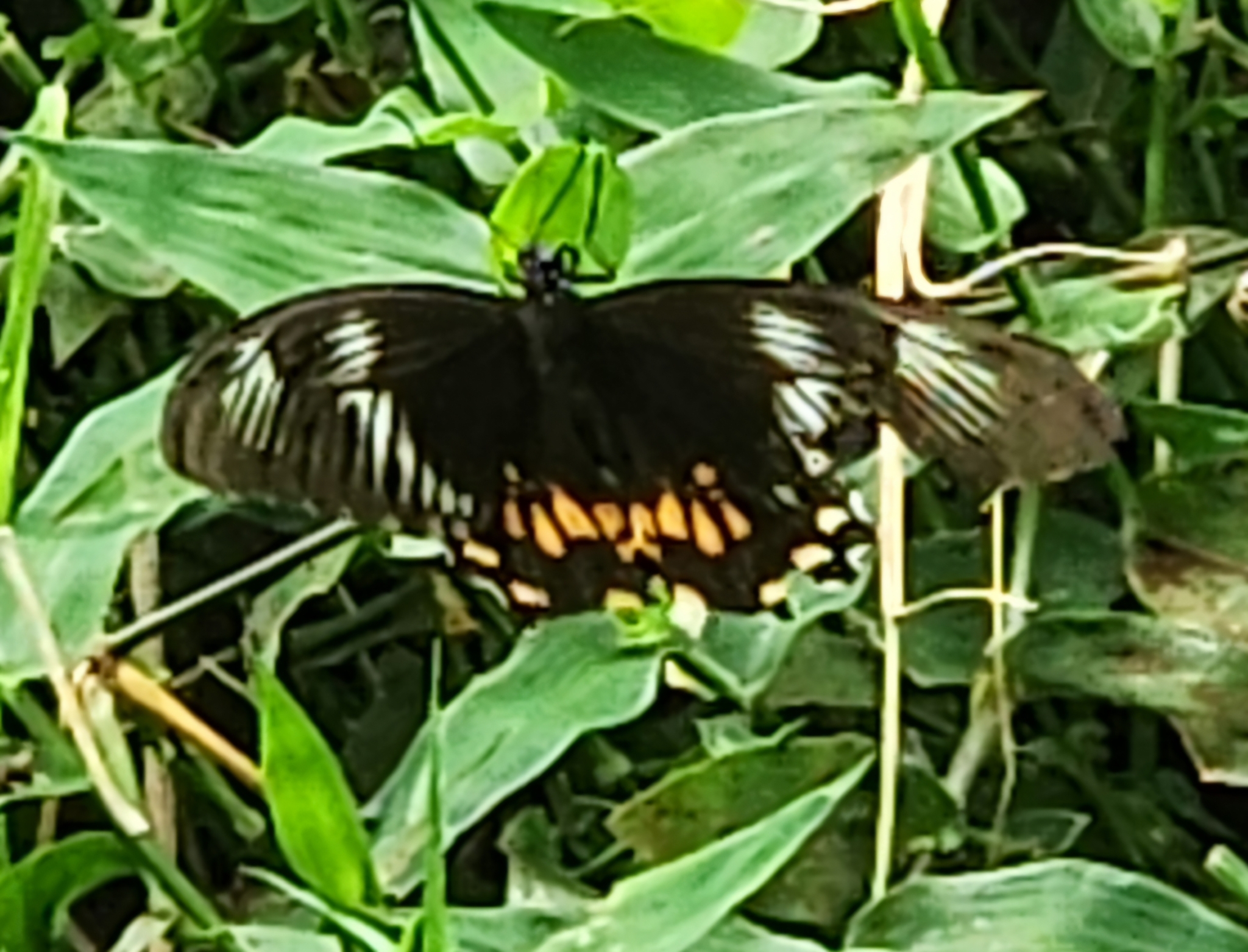 Common Mormon