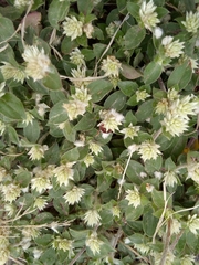 Gomphrena serrata