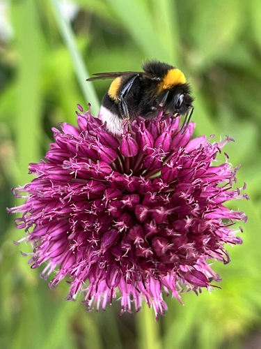 Buff-tailed Bumble Bee