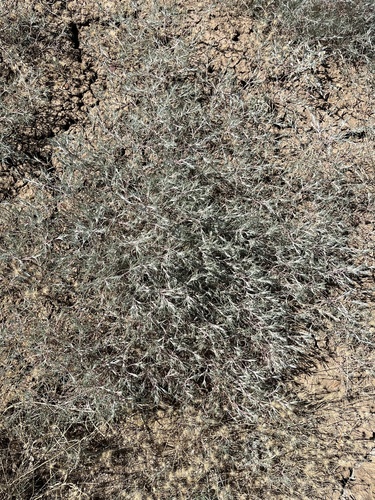 Petrosimonia brachiata