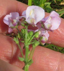 Nemesia denticulata