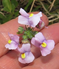 Nemesia denticulata