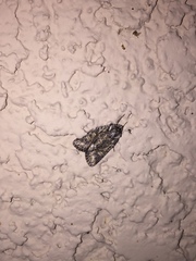 Lacinipolia olivacea