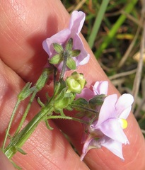 Nemesia denticulata