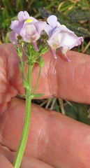Nemesia denticulata