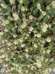 Gomphrena serrata