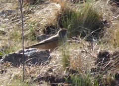 Muscisaxicola capistratus