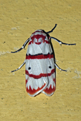 Cyana perornata