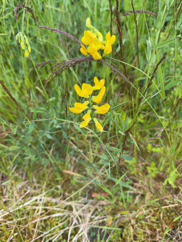 meadow pea