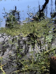 Myriophyllum aquaticum