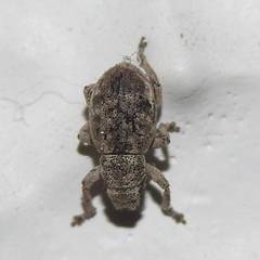 Strophosoma capitatum