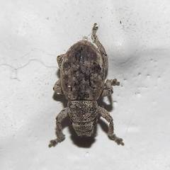 Strophosoma capitatum