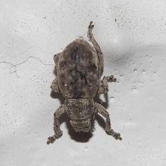 Strophosoma capitatum