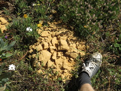 Cape Dune Mole-Rat photo 2