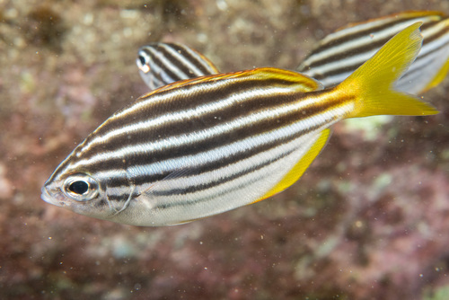 Australian mado (Atypichthys strigatus) — Kyphosidae — 3